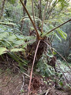 Image of Hapu'u