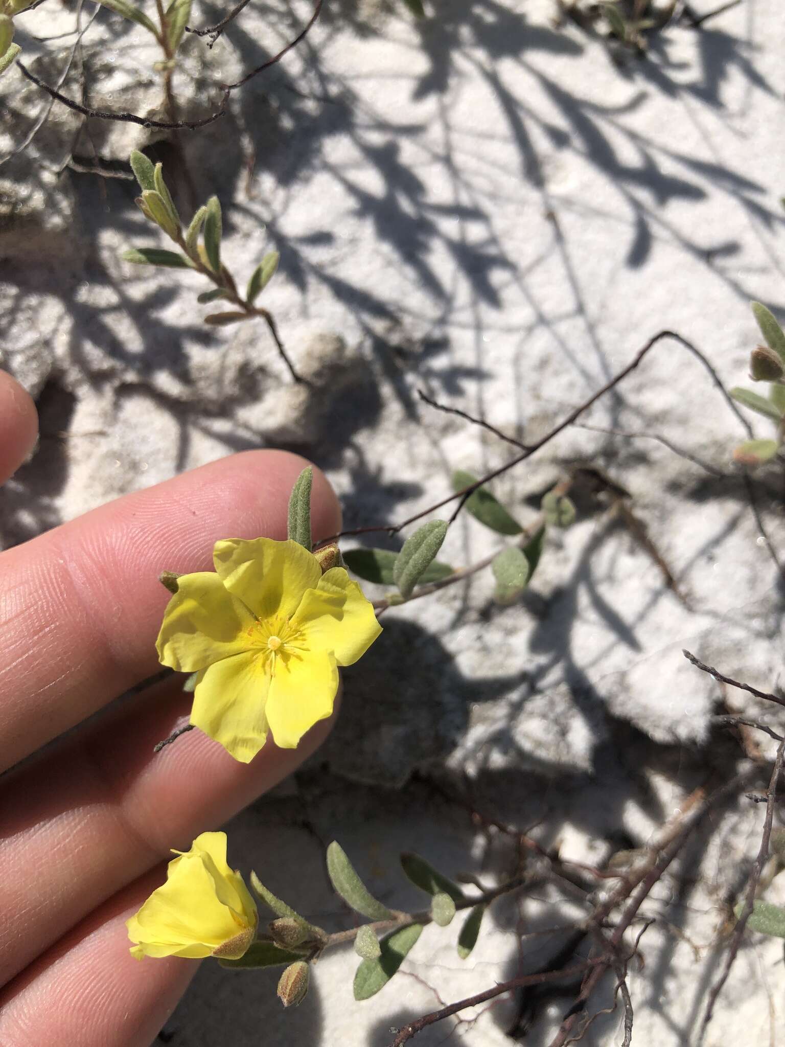 Image of coastal sand frostweed