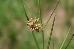 Image of Sisyranthus macer (E. Mey.) Schltr.