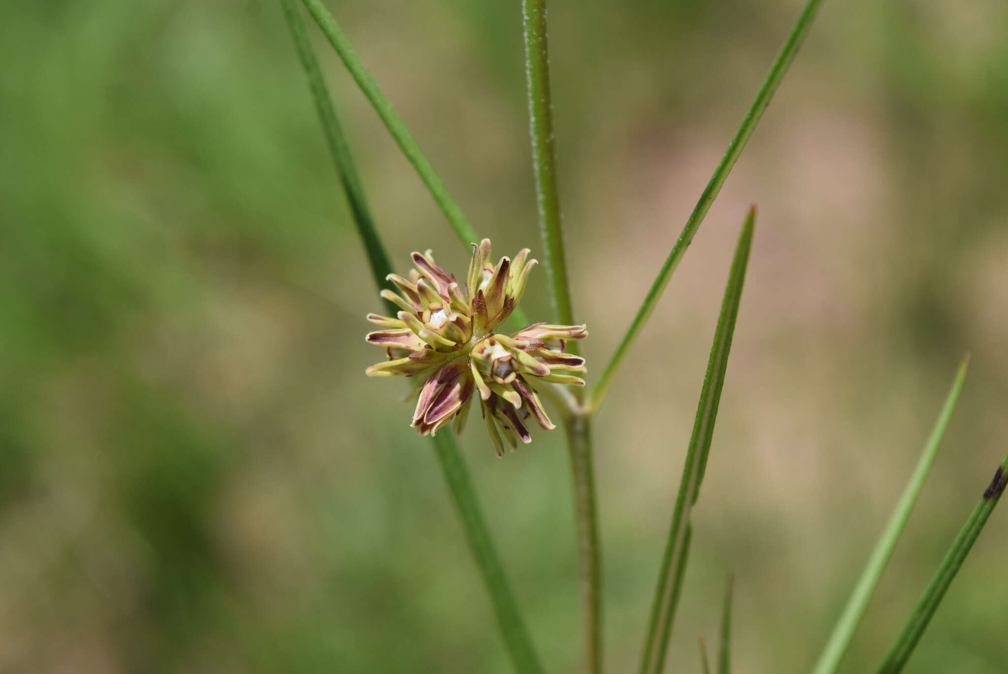 Image of Sisyranthus macer (E. Mey.) Schltr.