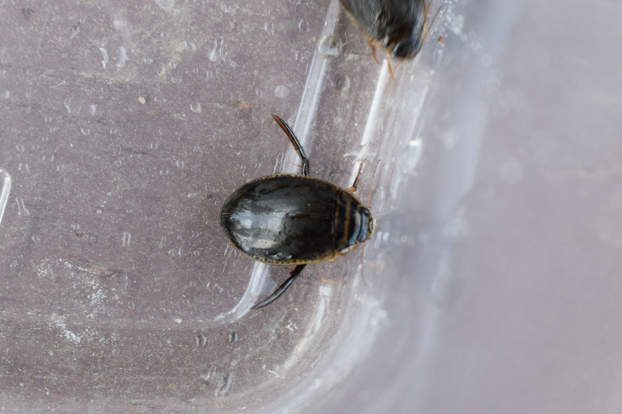 Image of Grooved Diving Beetle