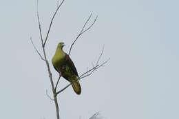 Image of Taiwan Green-pigeon