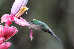 صورة Chalybura urochrysia (Gould 1861)