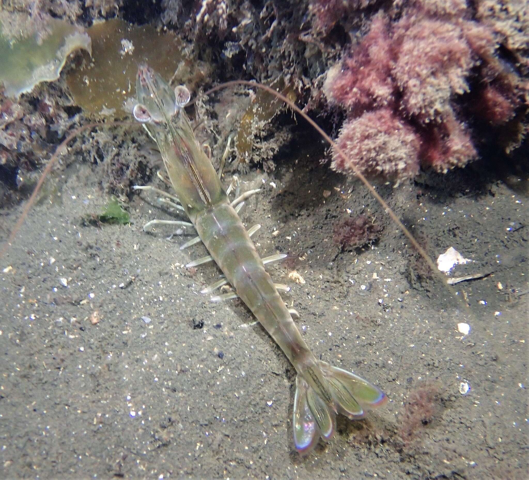 Image of eastern king prawn