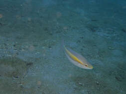 Image of Butterfly whiptail