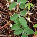 Image of Clitoria polystachya Benth.