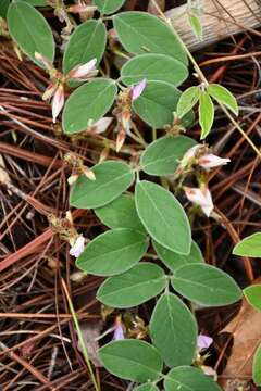 Image of Clitoria polystachya Benth.