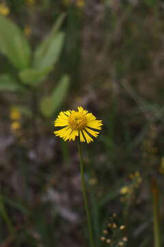 Imagem de Helenium drummondii H. Rock