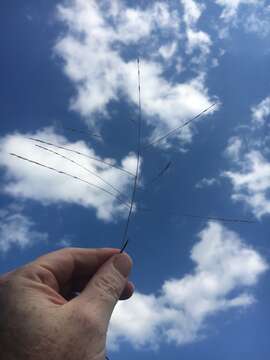 Image of Short-Leaf Skeleton Grass