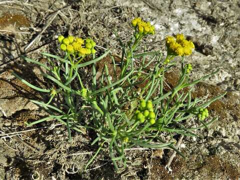 Image of Sartwellia mexicana A. Gray ex S. Wats.