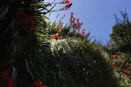 Imagem de Gladiolus cardinalis Curtis