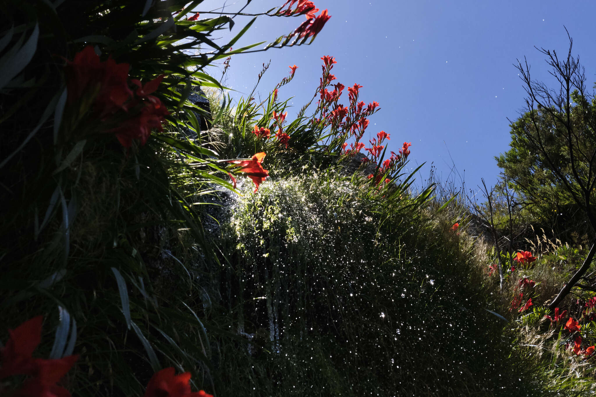 Imagem de Gladiolus cardinalis Curtis