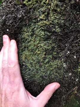 Image of dot lichen