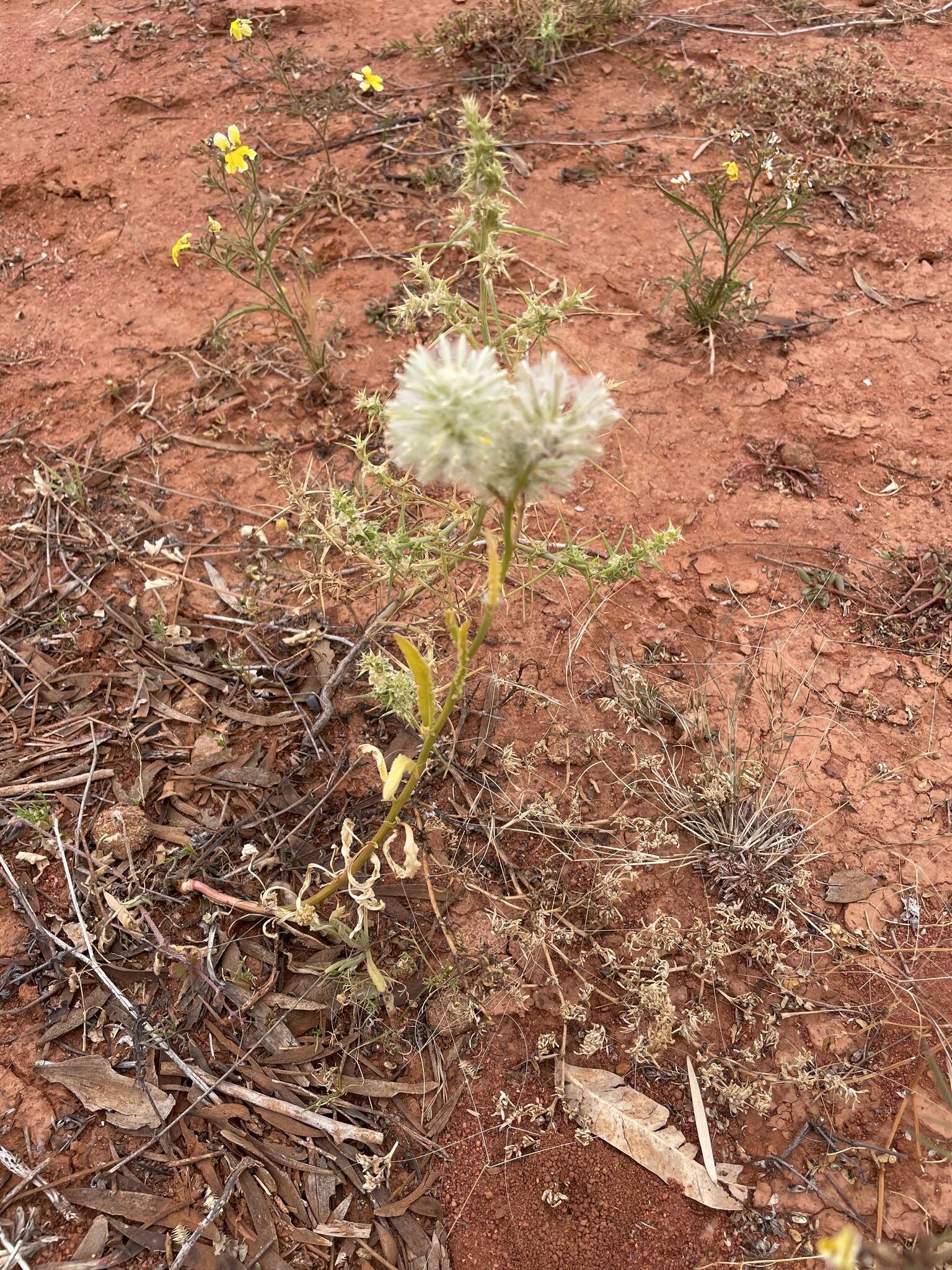 Ptilotus xerophilus的圖片