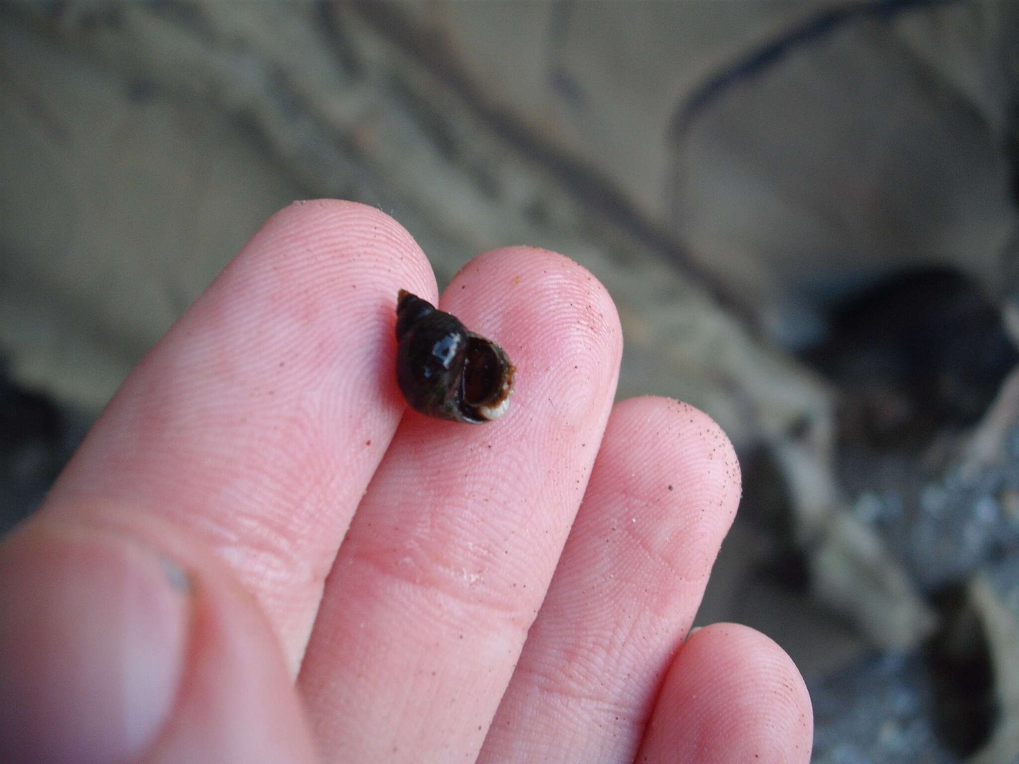 Image of Austrolittorina cincta (Quoy & Gaimard 1833)