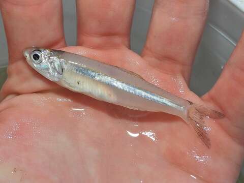 Image of Broad-striped Anchovy