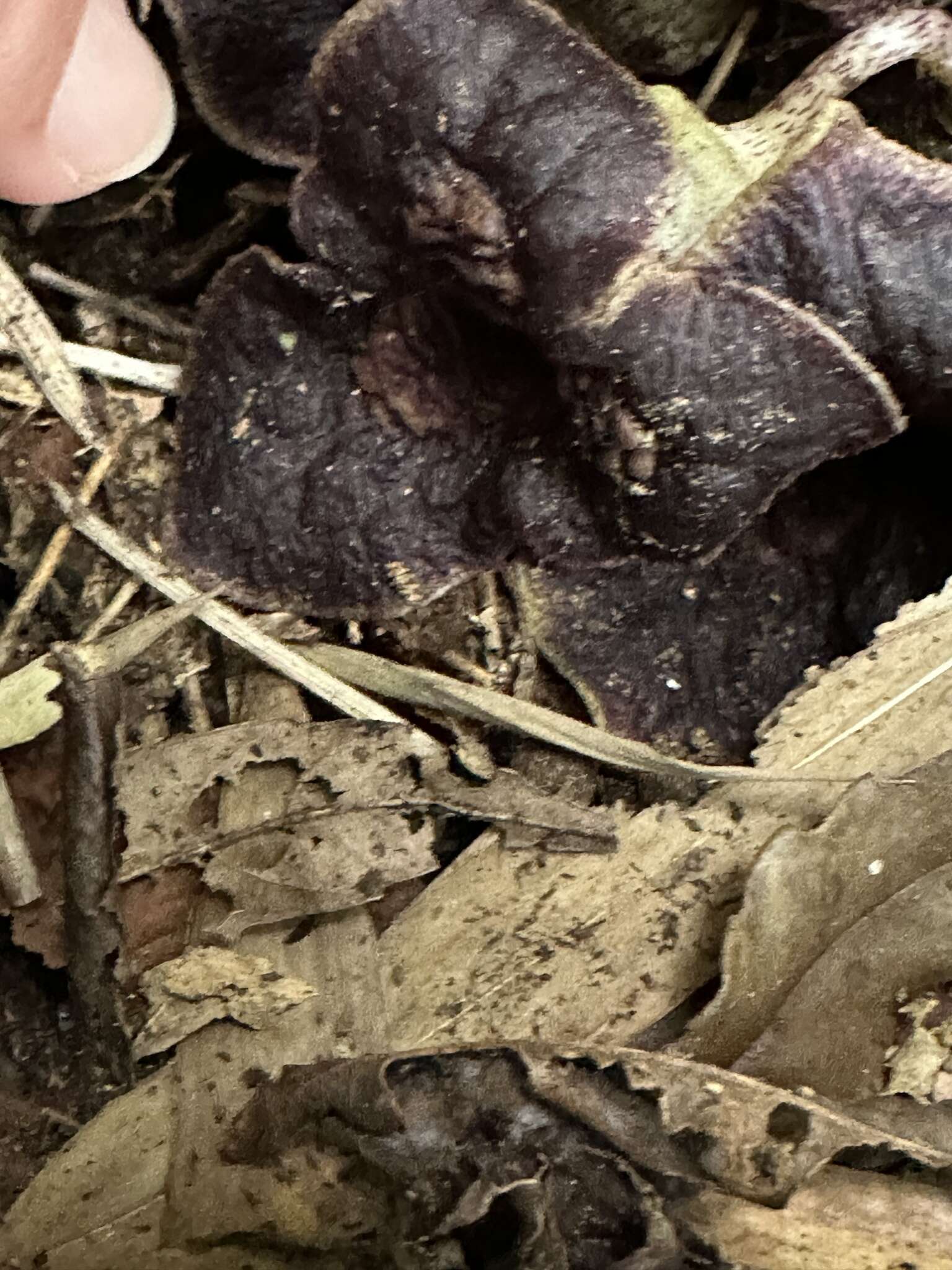 Image of Asarum hypogynum Hayata