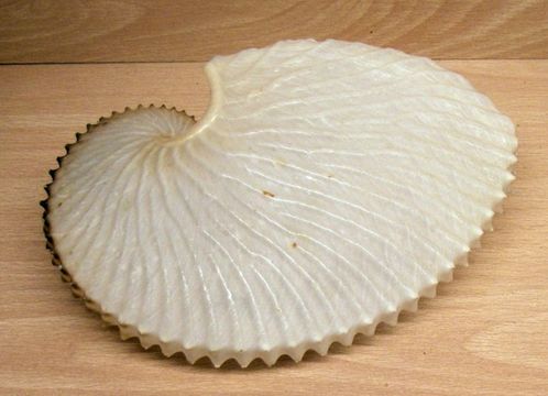 Image of Argonaut