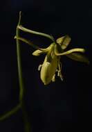 Image de Albuca pentheri (Zahlbr.) J. C. Manning & Goldblatt