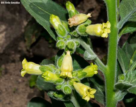 Image of Aztec tobacco