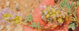 Image of Albuquerque prairie clover