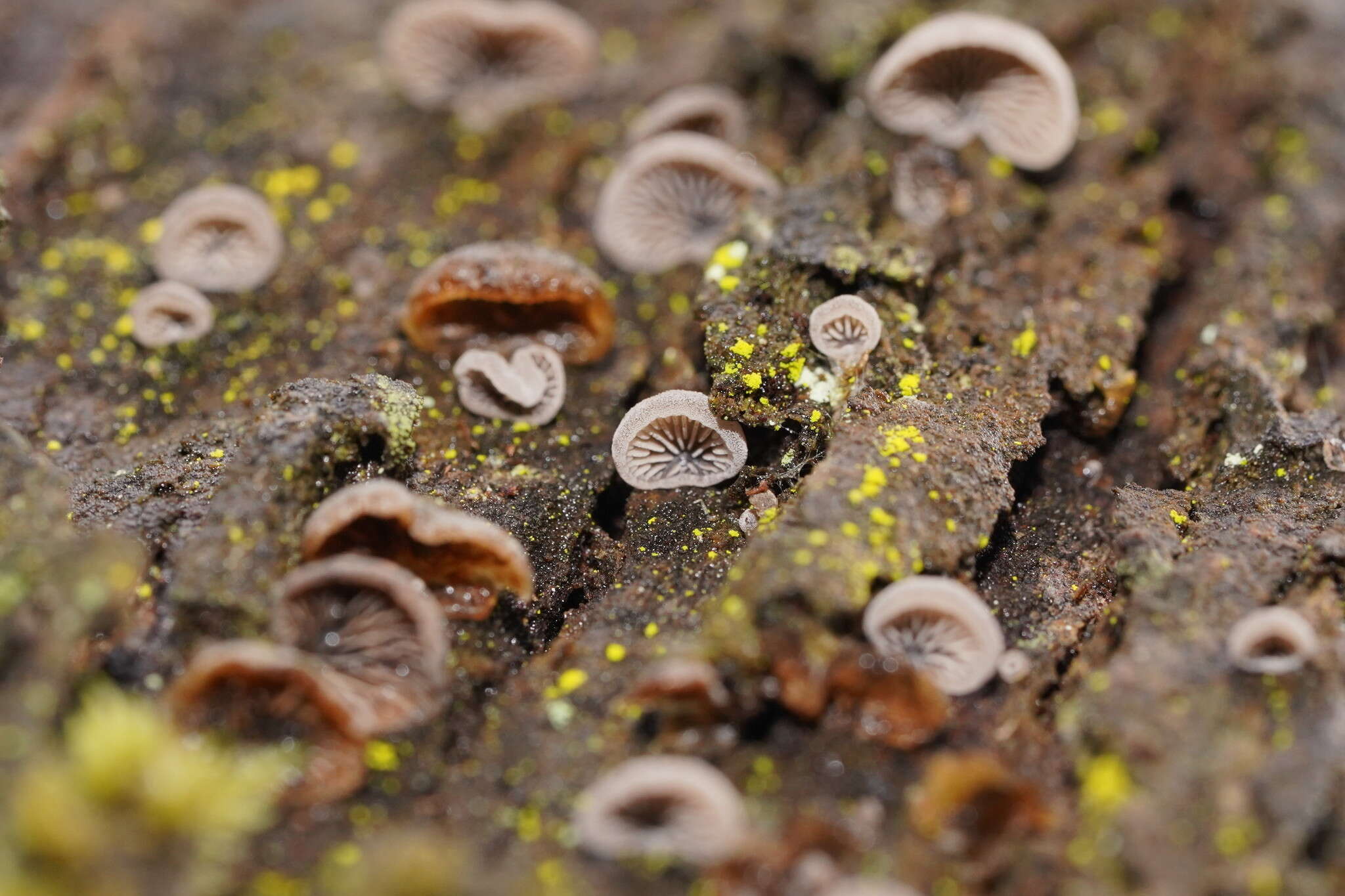 Resupinatus subapplicatus (Cleland) Grgur. 1997 resmi