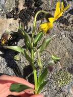 Image of Arnica griscomii Fern.