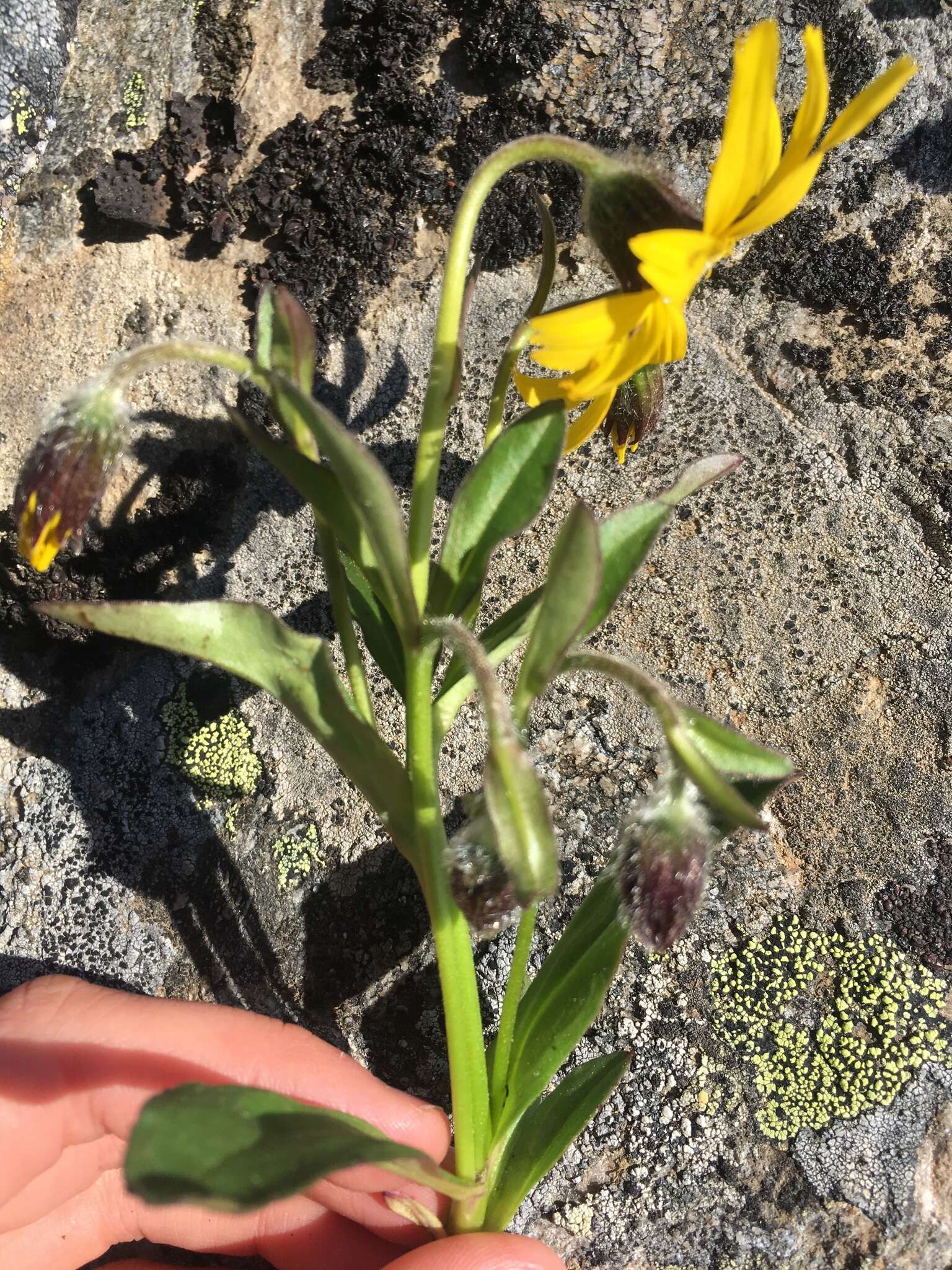 Image of Arnica griscomii Fern.