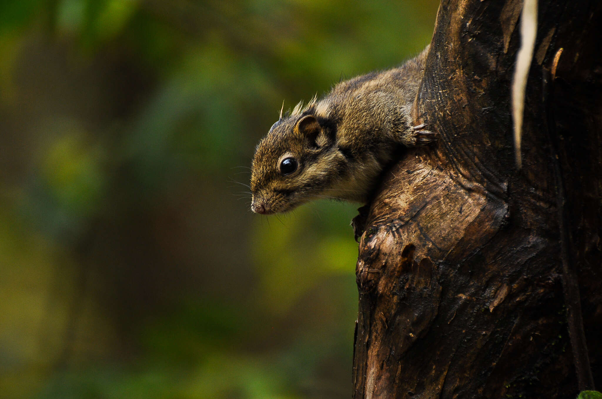 Image of Swinhoe's Striped Squirrel