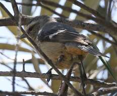 Image of Cinereous Conebill