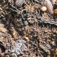 Image of common pygmy woodlouse