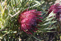 Image of Bashful protea