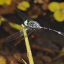 Image of Micrathyria catenata Calvert 1909