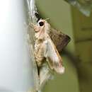 Image of Moth