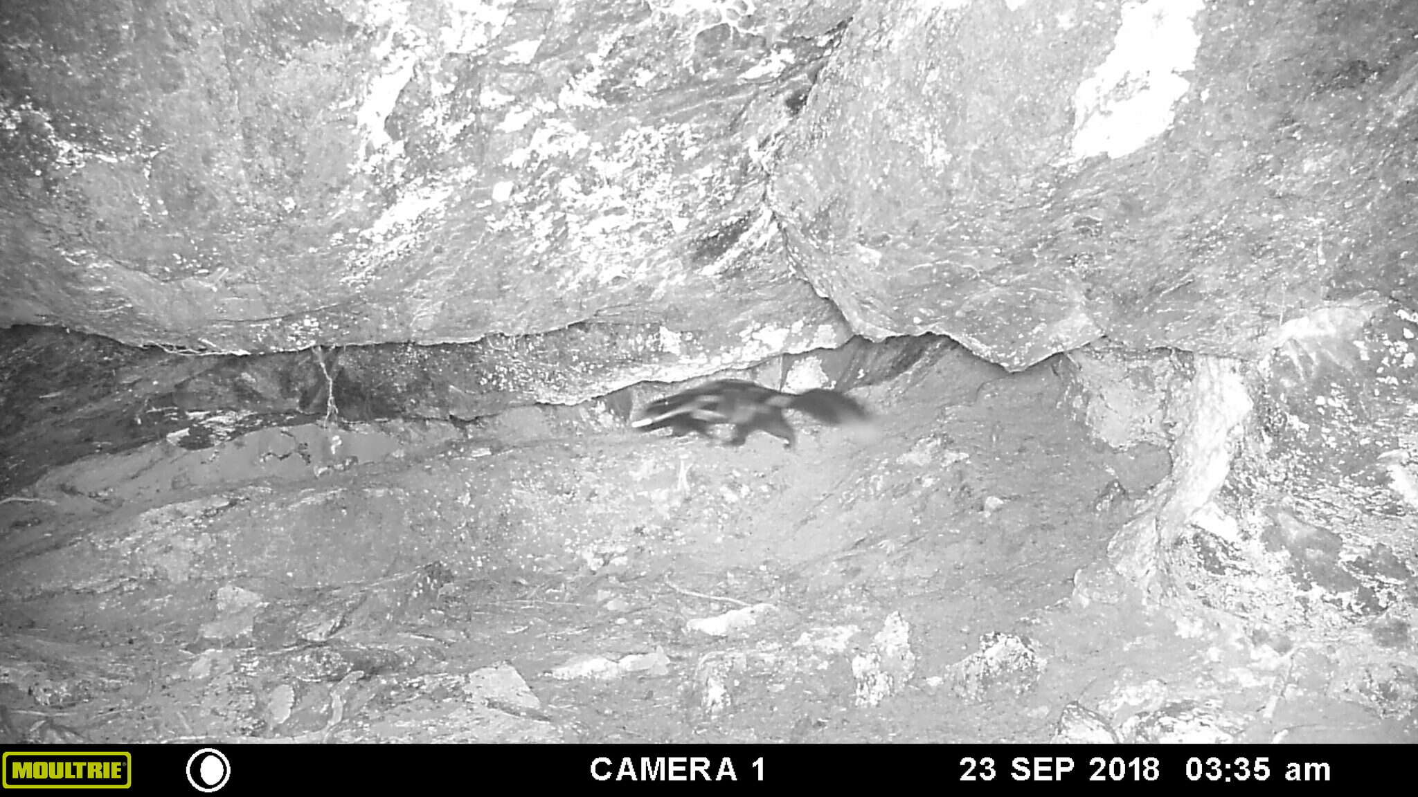 Image of Allegheny Spotted Skunk