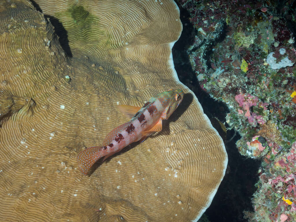 Cephalopholis sexmaculata (Rüppell 1830) resmi