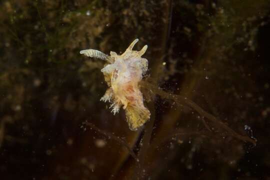 Image of Goniodoris meracula Burn 1958