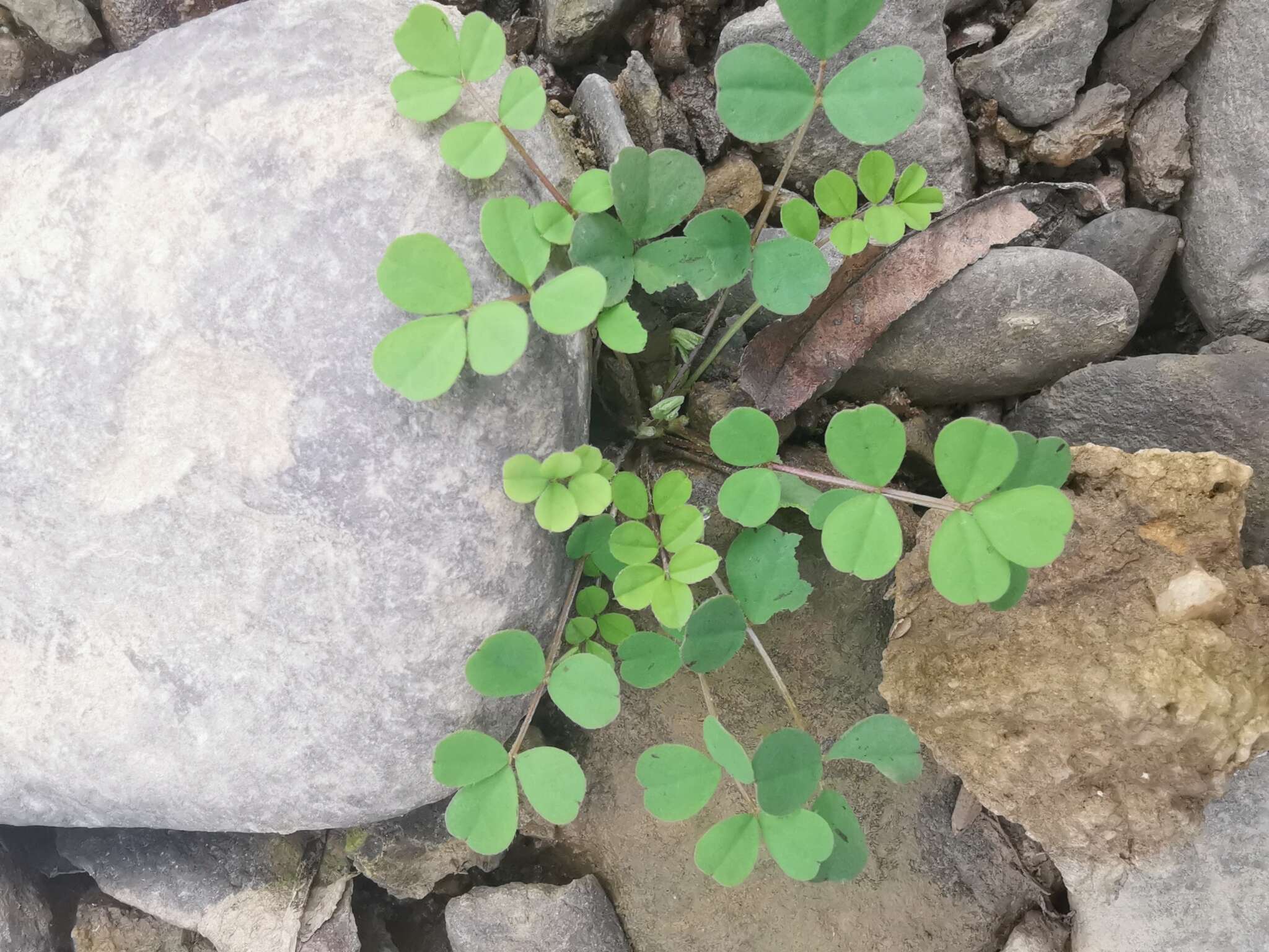 Sivun Astragalus sinicus L. kuva