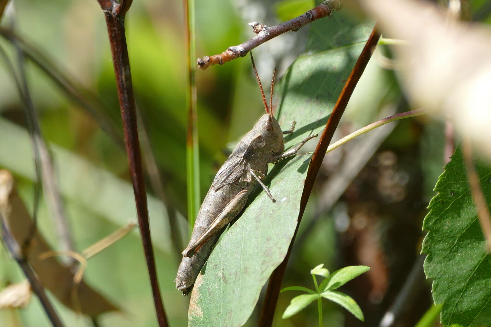 Plancia ëd Chloealtis abdominalis (Thomas & C. 1873)