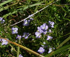 Image of Veronica subtilis B. G. Briggs & Ehrend.