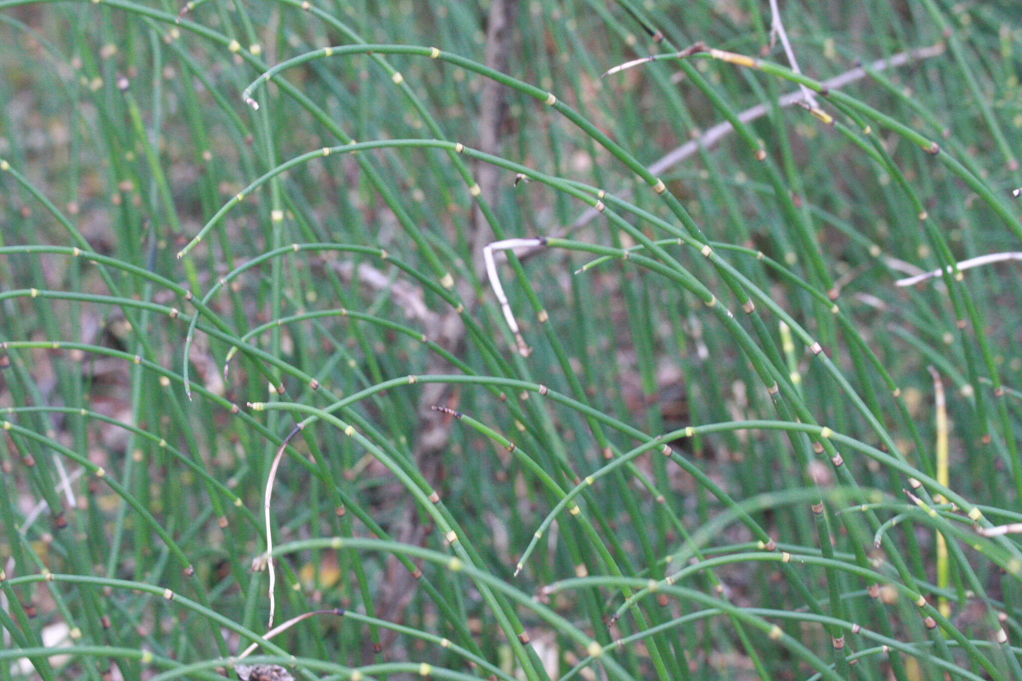 Image of Equisetum moorei Newm.