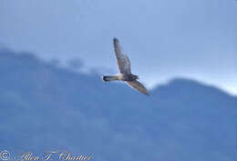 Image of Spotted Kestrel