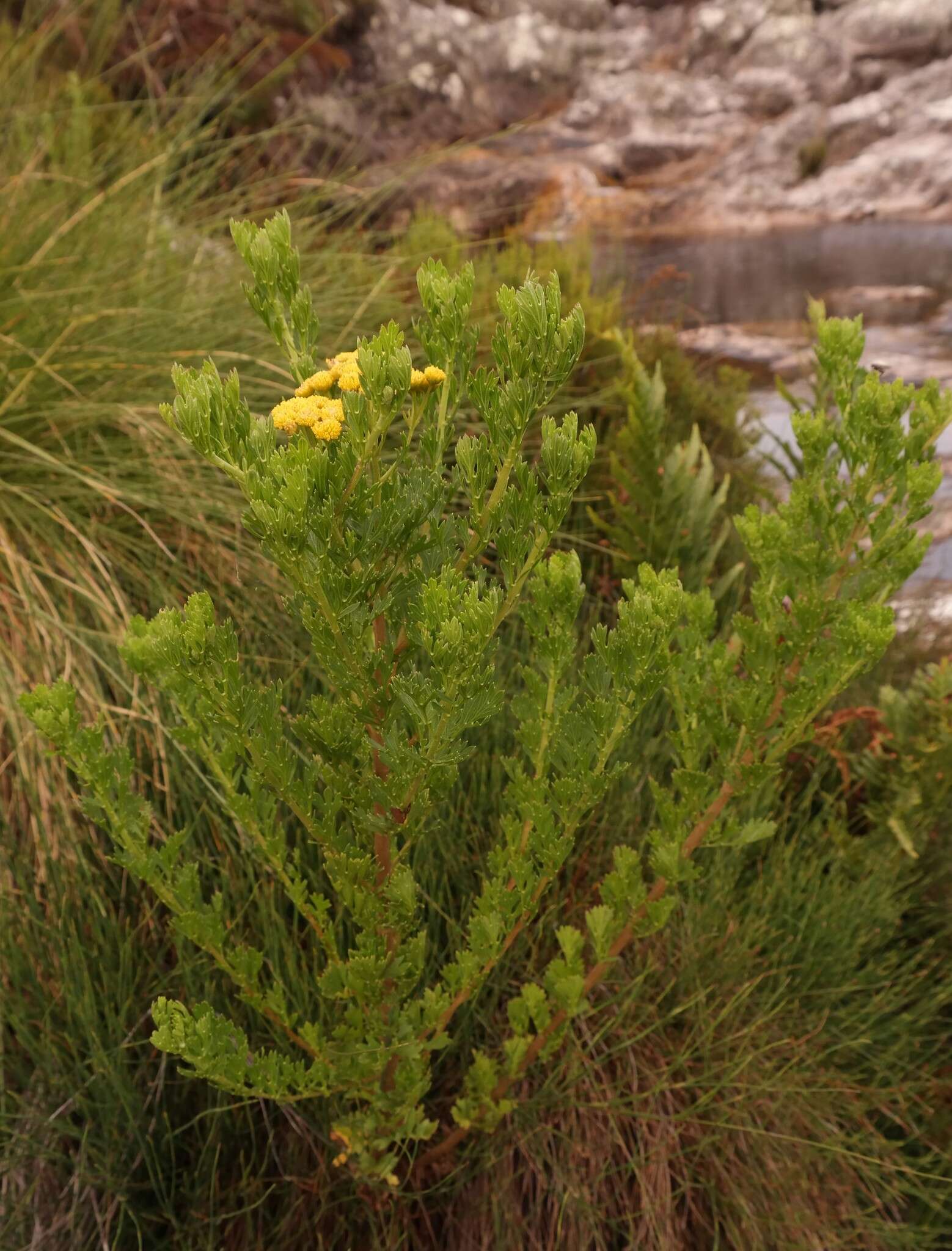 Слика од Schistostephium