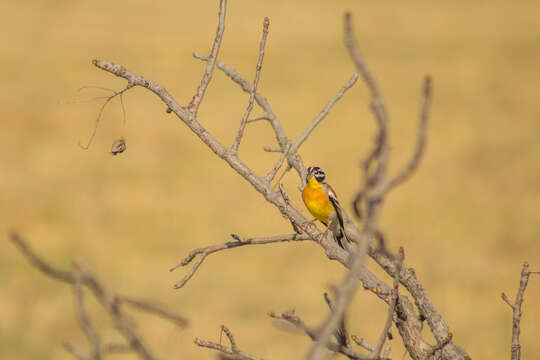 Image of Emberiza flaviventris kalaharica Roberts 1932