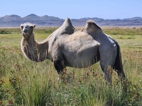 Image of Bactrian camel