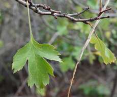 Image of Crataegus sphaenophylla Pojark.