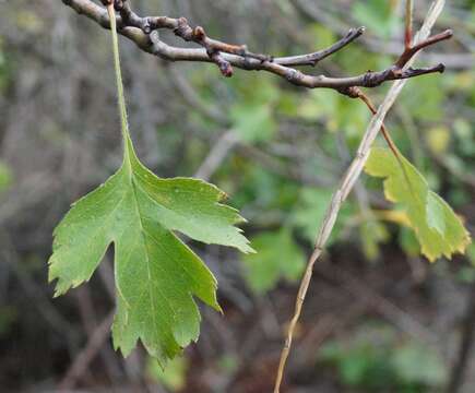 Слика од Crataegus sphaenophylla Pojark.