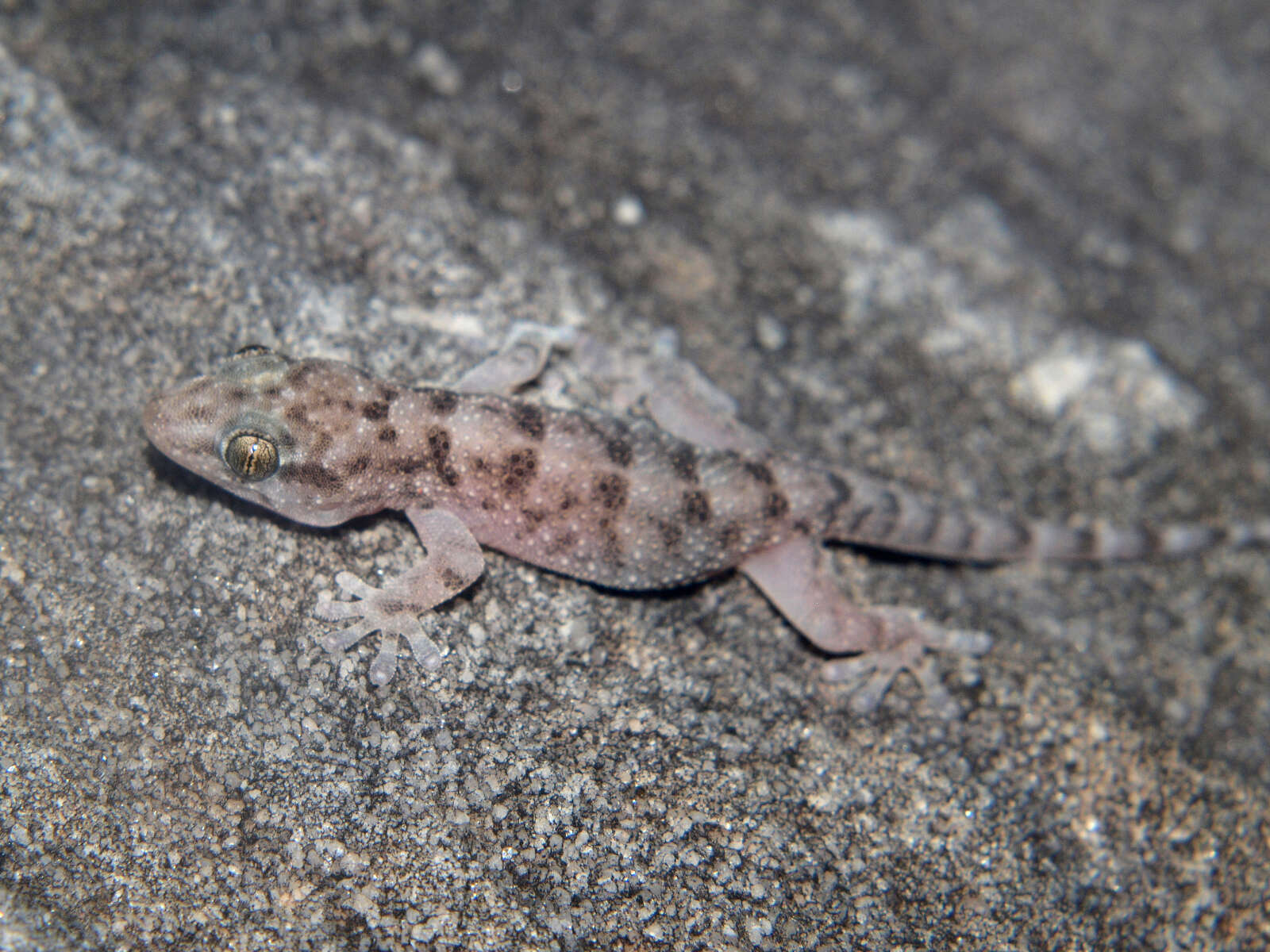 Image of Warty Thick-toed Gecko