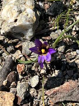 Image of Romulea linaresii subsp. graeca Bég.