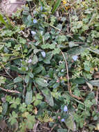 Image of Echium parviflorum Moench